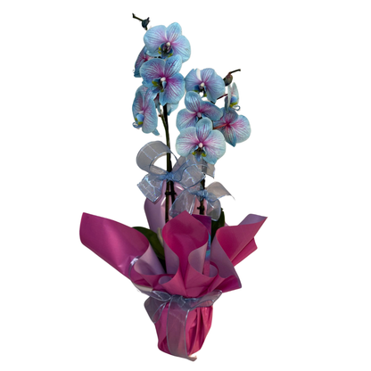 Candy Bloom – Premium İthal Orkide