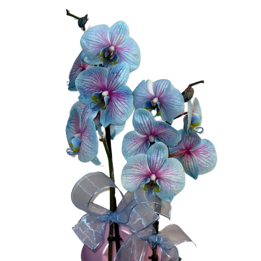 Candy Bloom – Premium İthal Orkide