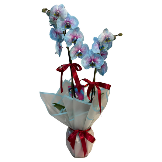 Blossom Dream – Premium İthal Orkide
