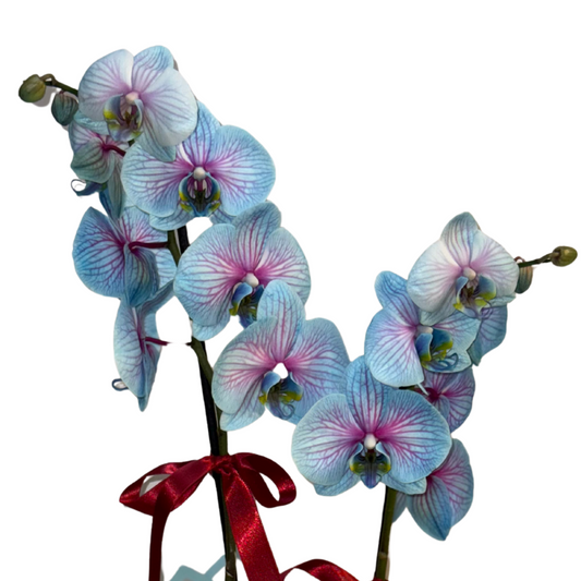 Blossom Dream – Premium İthal Orkide