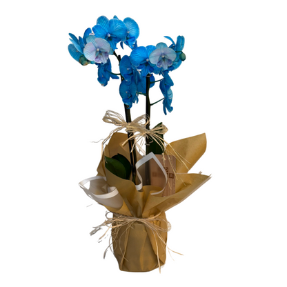 Blue Mirage – Premium İthal Orkide