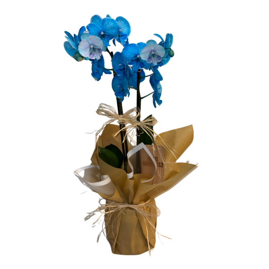 Blue Mirage – Premium İthal Orkide