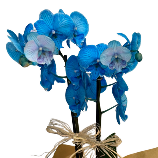 Blue Mirage – Premium İthal Orkide