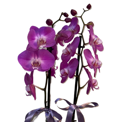 Royal Plum – Premium İthal Orkide
