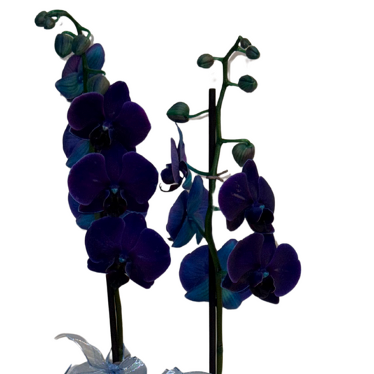 Midnight Velvet – Premium İthal Orkide