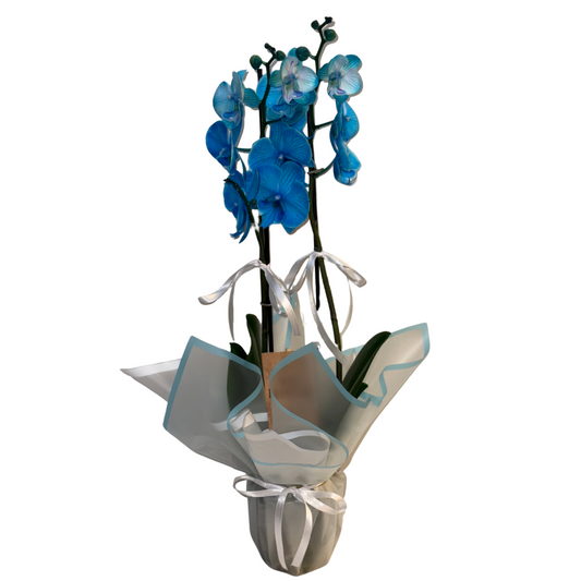 Magic Blue – Premium İthal Orkide