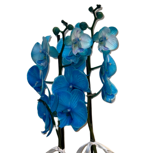 Magic Blue – Premium İthal Orkide