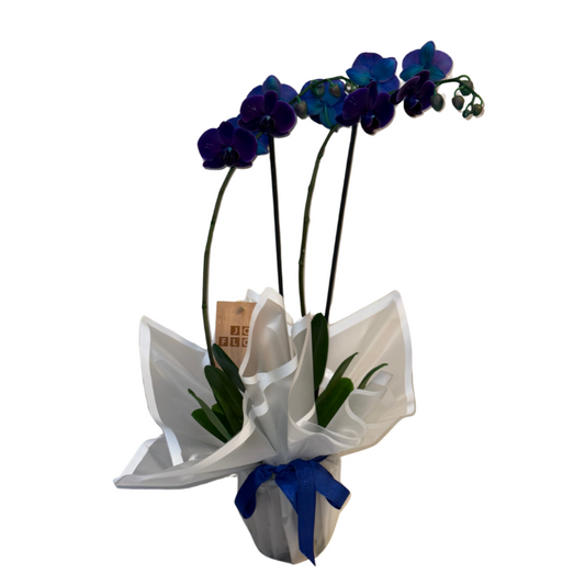 Indigo Charm – Premium İthal Orkide