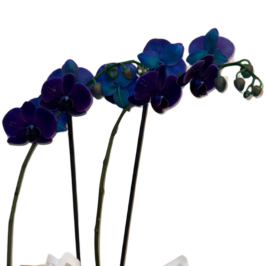 Indigo Charm – Premium İthal Orkide