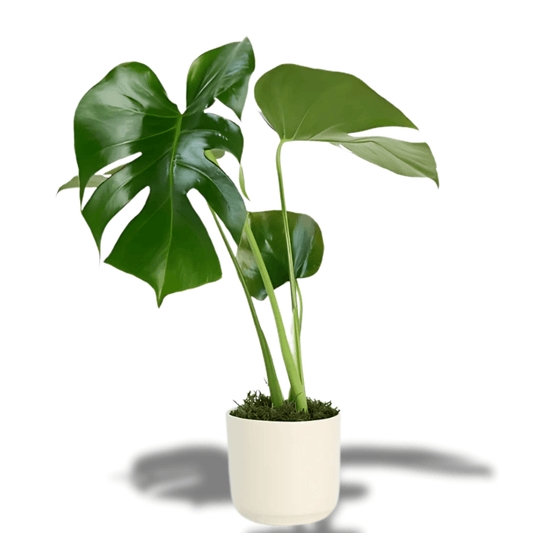 Seramik Saksıda Monstera - Rosentra | Premium Flowers