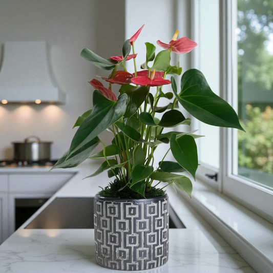 Kare Desenli Saksıda Kırmızı Antoryum Saksı Çiçeği
