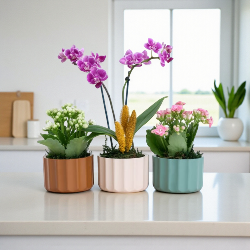 Violet Harmony – Mini Mor Orkide & Kalanchoe