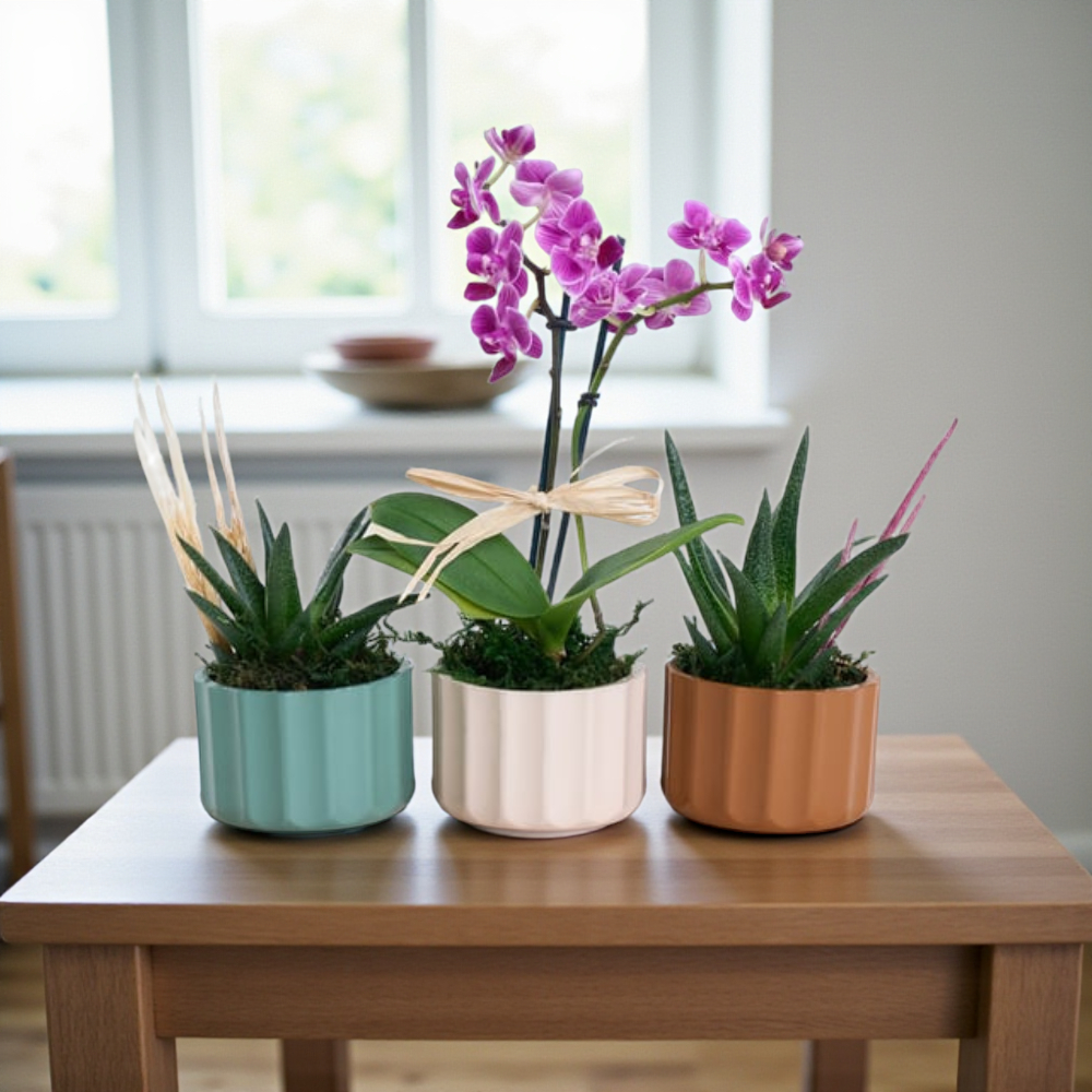 Desert Bloom – Mini Mor Orkide & Haworthia