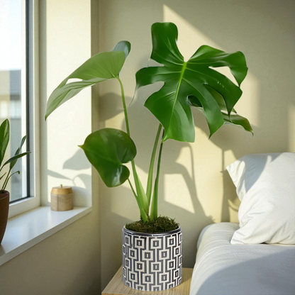 Kare Desenli Beton Saksıda Monstera