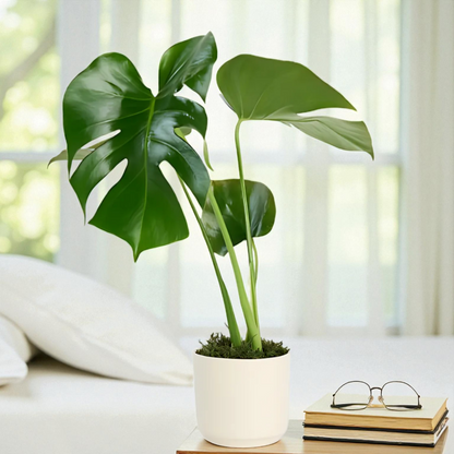 Seramik Saksıda Monstera