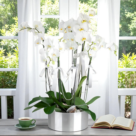 6 Dal Beyaz Orkide Aranjmanı