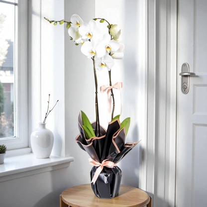 Beyaz Beton Saksıda Çiftli Beyaz Orkide